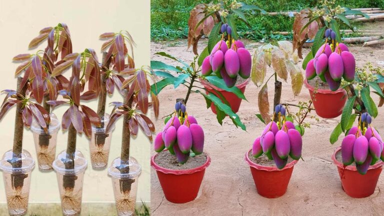 Questo metodo sorprendente fa crescere il mango rapidamente con aloe vera e patate…