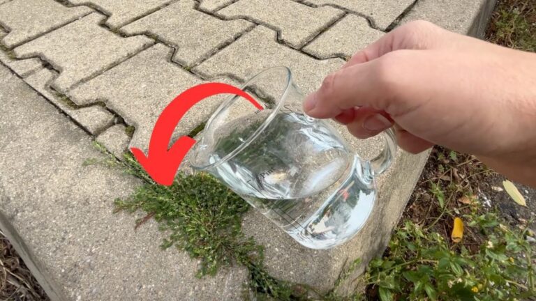 Questo semplice gesto farà sparire muschio e erbacce dai tuoi pavimenti…