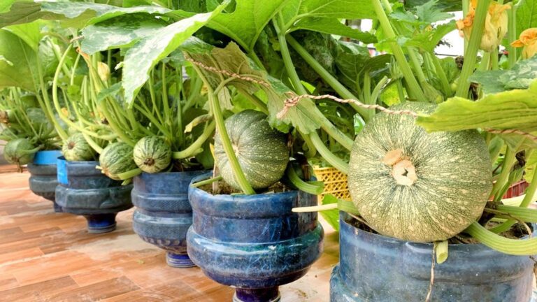 Questo semplice gesto trasforma il tuo terrazzo in una zuccheriera… scoprilo subito!