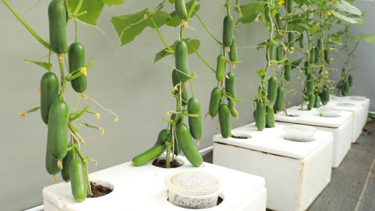 Questo metodo semplice trasforma il tuo giardino in una risorsa infinita di cetrioli…