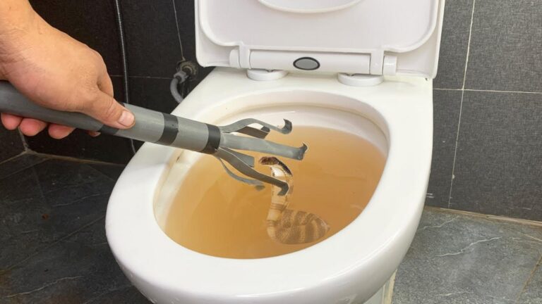 Questo semplice gesto rinnova il tuo WC in pochi minuti… scopri come!