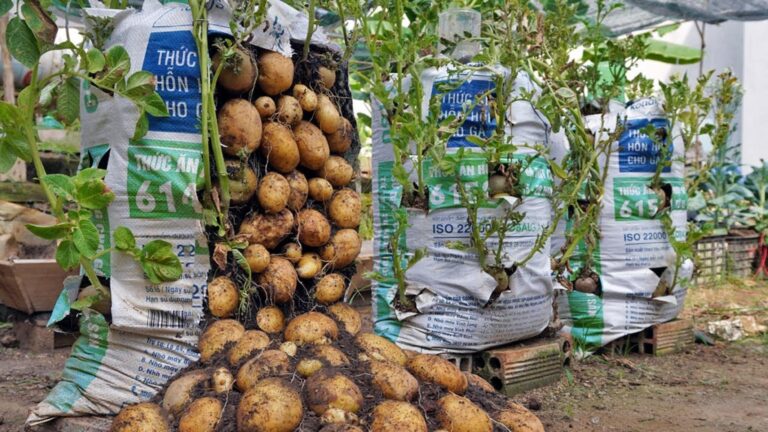 Questo trucco semplice trasforma la tua raccolta di patate in un successo sorprendente…