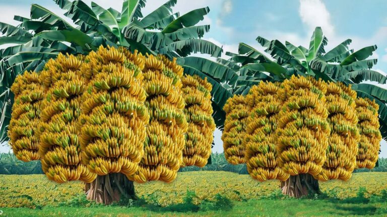 Alcuni giardinieri usano un metodo sorprendente per coltivare banane con altri frutti…