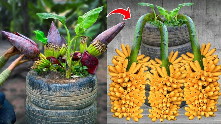 Questo semplice gesto trasformerà la tua banana in un albero rigoglioso…
