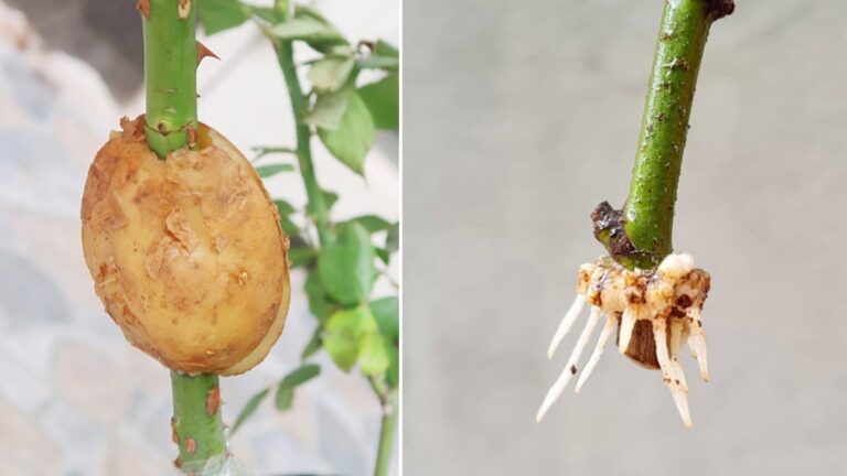 Questo metodo con le patate fa radicare le rose in soli 15 giorni…