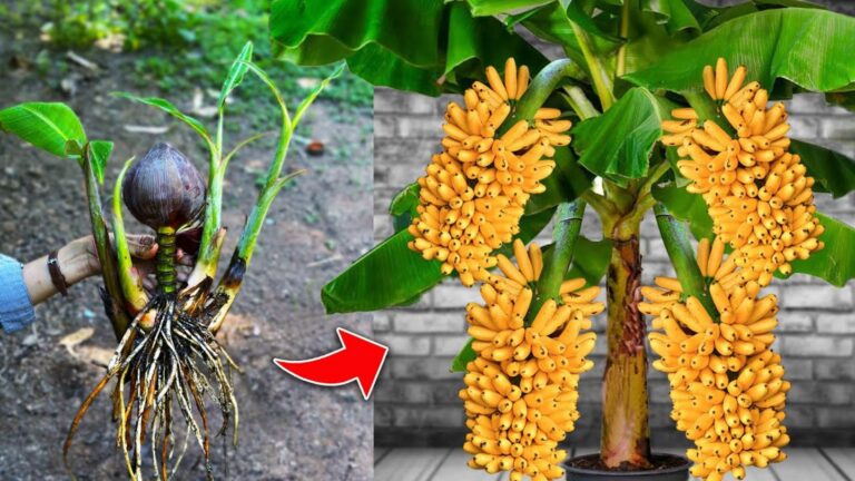 Un vecchio trucco per potenziare il tuo banano e avere frutti straordinari…
